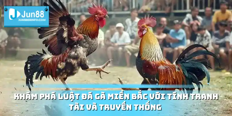 Khám phá luật đá gà miền Bắc với tính tranh tài và truyền thống