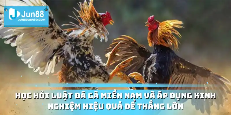 Học hỏi luật đá gà miền Nam và áp dụng kinh nghiệm hiệu quả để thắng lớn