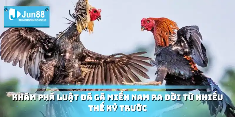 Khám phá luật đá gà miền Nam ra đời từ nhiều thế kỷ trước