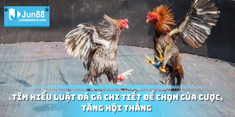 Tìm hiểu luật đá gà chi tiết để chọn cửa cược, tăng hội thắng