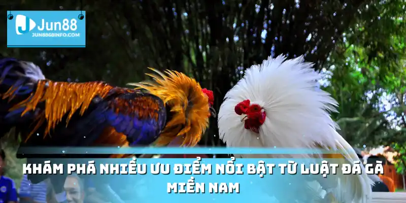 Khám phá nhiều ưu điểm nổi bật từ luật đá gà miền Nam